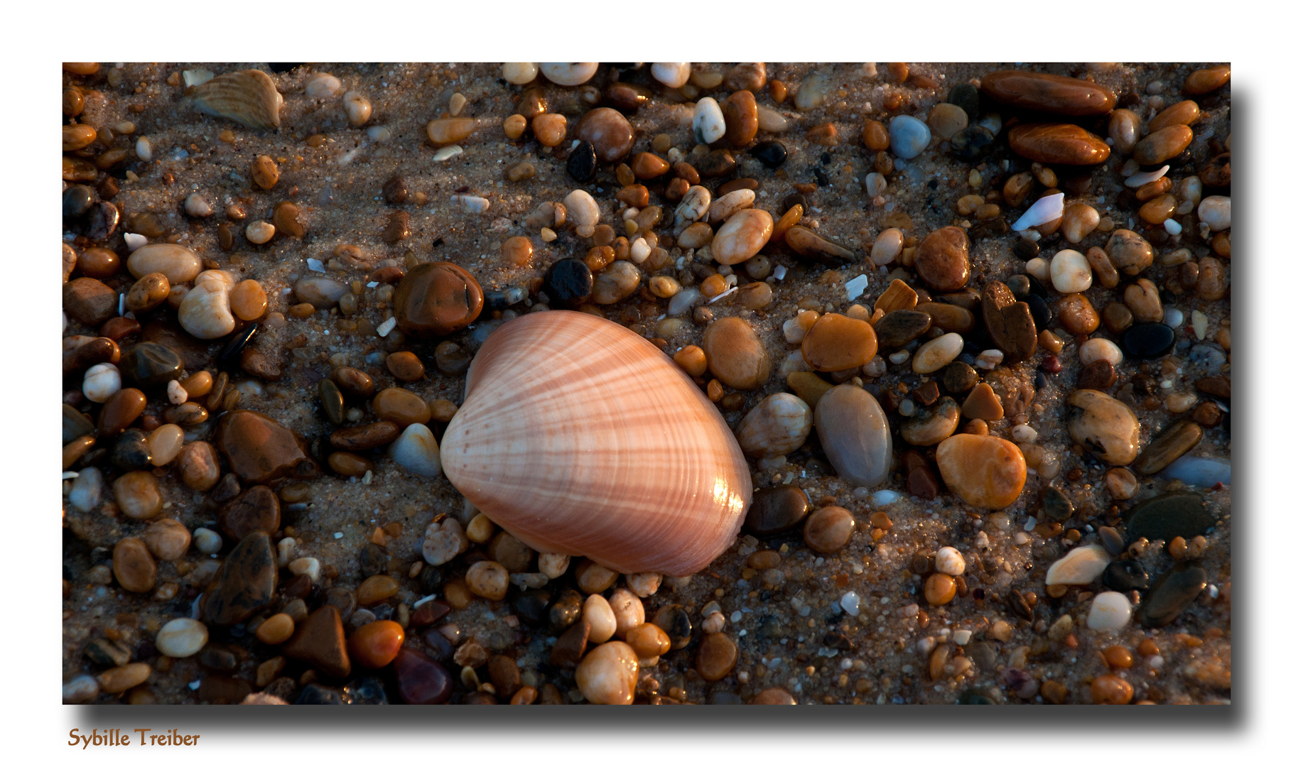 Muscheln und Steine