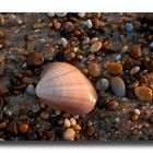 Muscheln und Steine