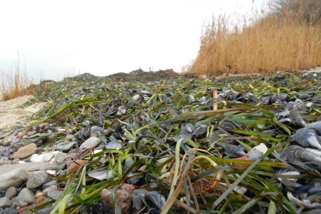 Muscheln und Steine