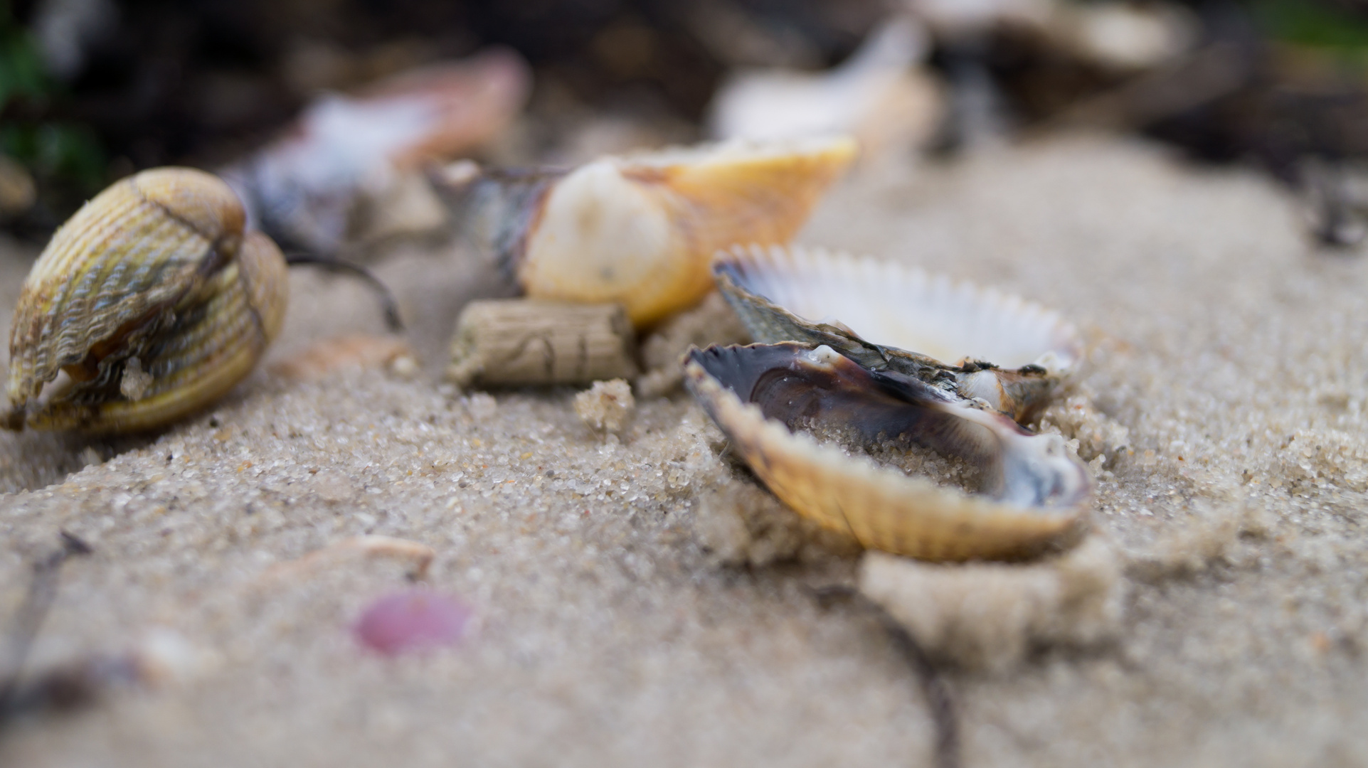 Muscheln unter Sandkörnern 2