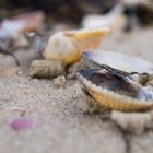 Muscheln unter Sandkörnern 2