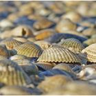 Muscheln vor Langeoog