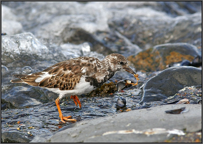 Muscheln zum Mittagessen!