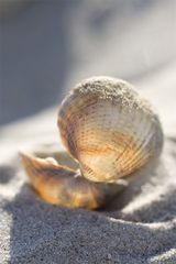 muscheln_4