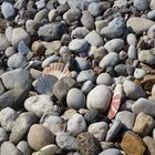 Muscheln_am_Steinstrand