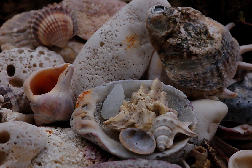 Muscheln+Steine Mittelmeer