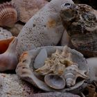 Muscheln+Steine Mittelmeer