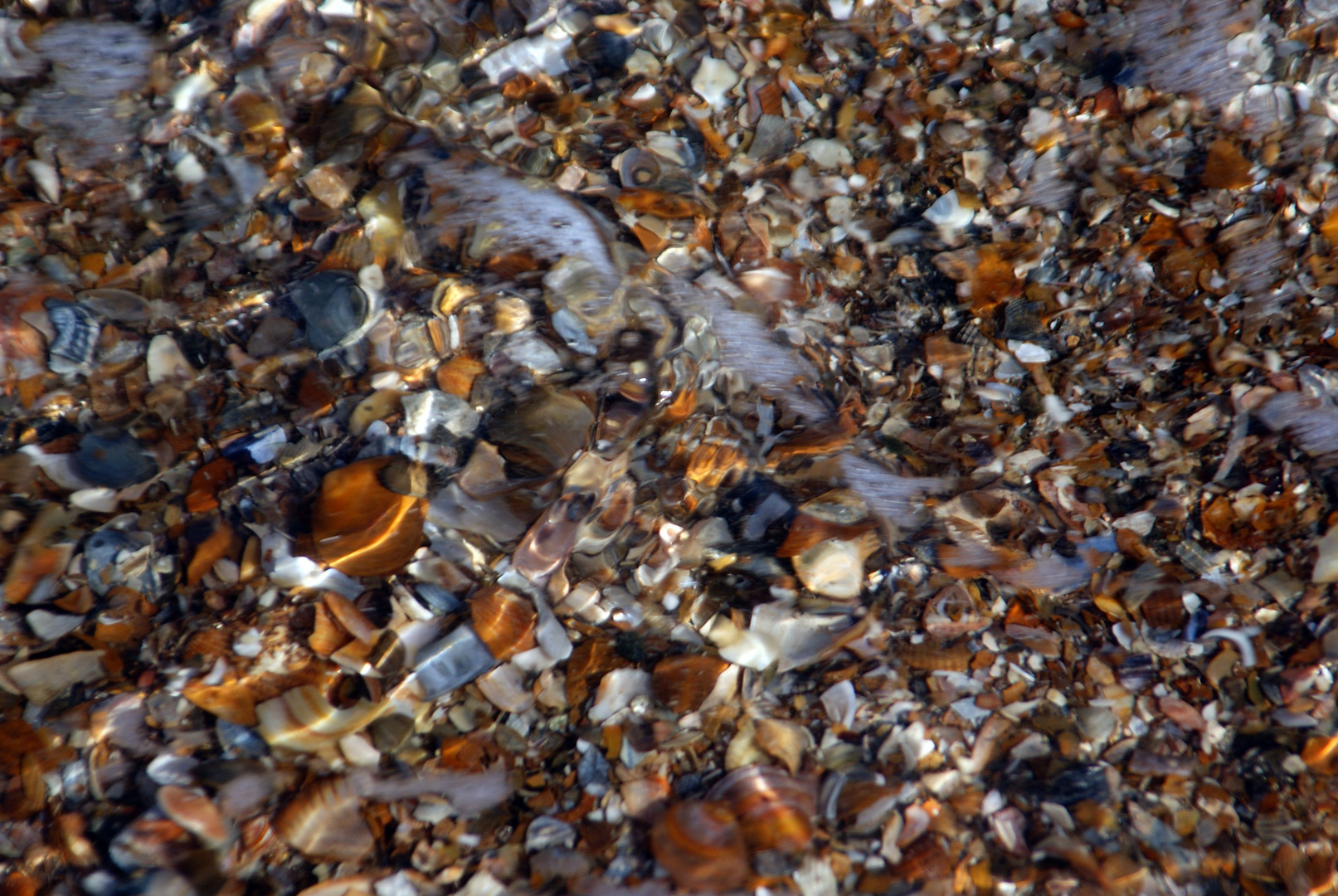 Muschelnstrand