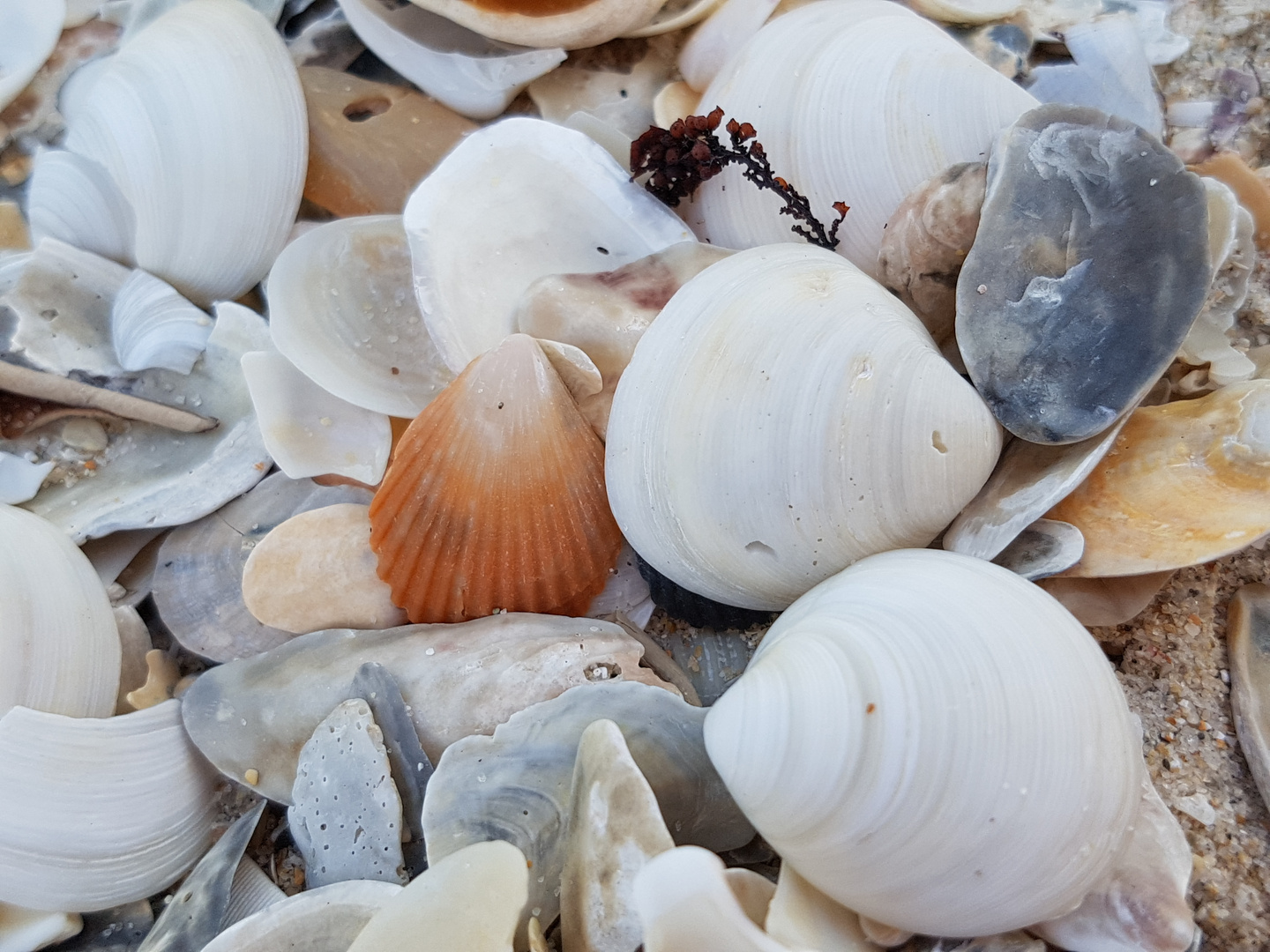 Muschelnstrand