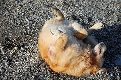 Muschelpeeling für Hunde auf Rügen