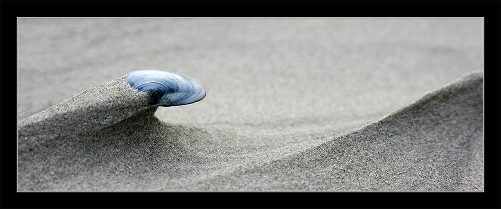 Muschelportrait in Farbe