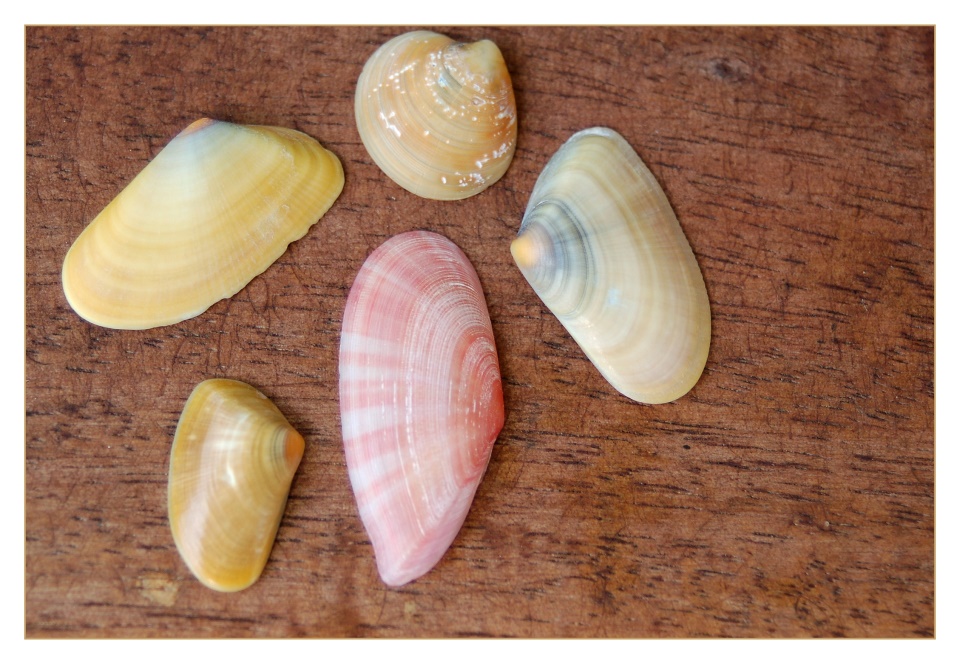 Muschelquintett