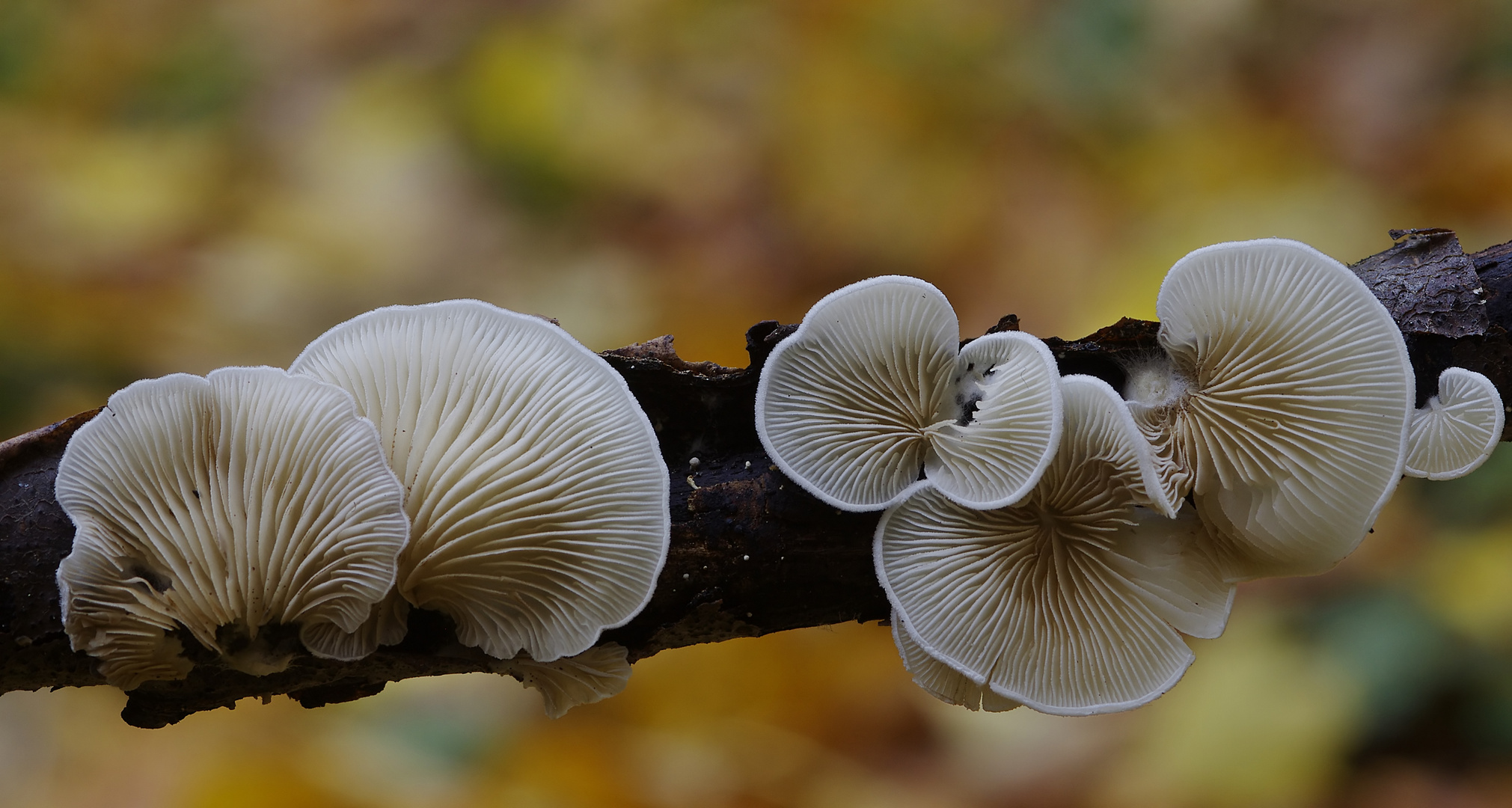 Muschelräsling oder Stummelfüßchen?