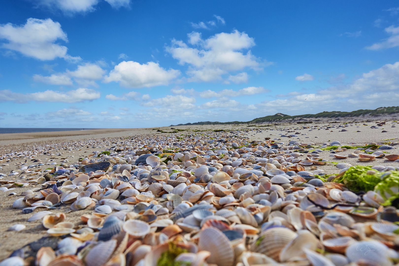 Muschelreich