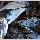 Muschelreste am Strand