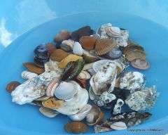 Muschelsammlung aus Holland