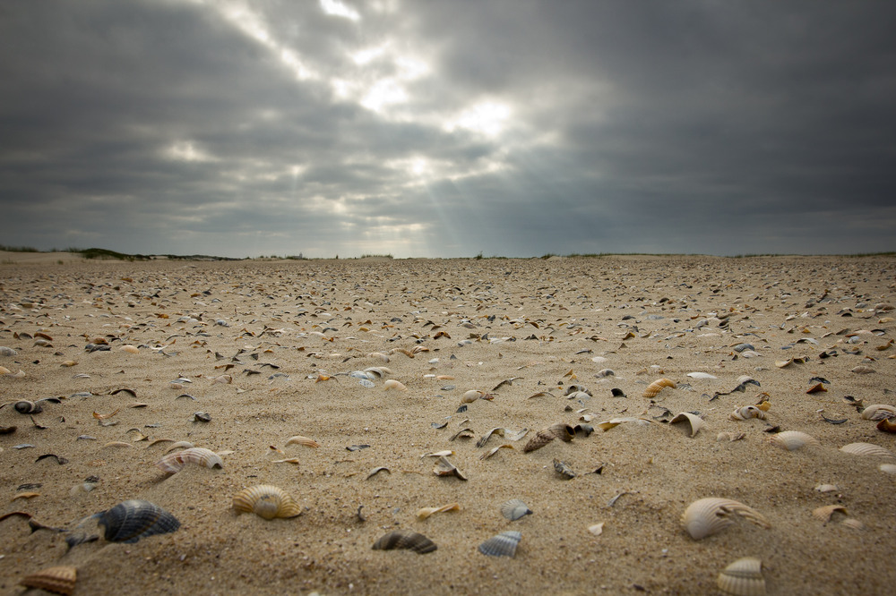 Muschelsand - Norderney