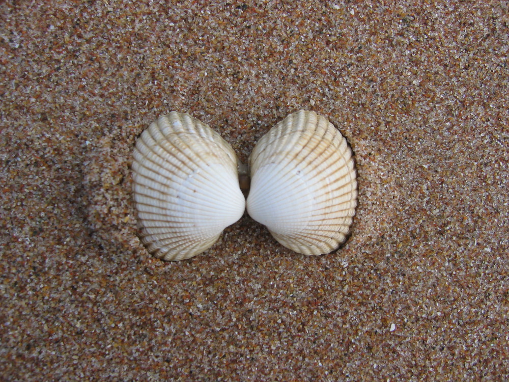 Muschelsandstrandwiewardasschön.