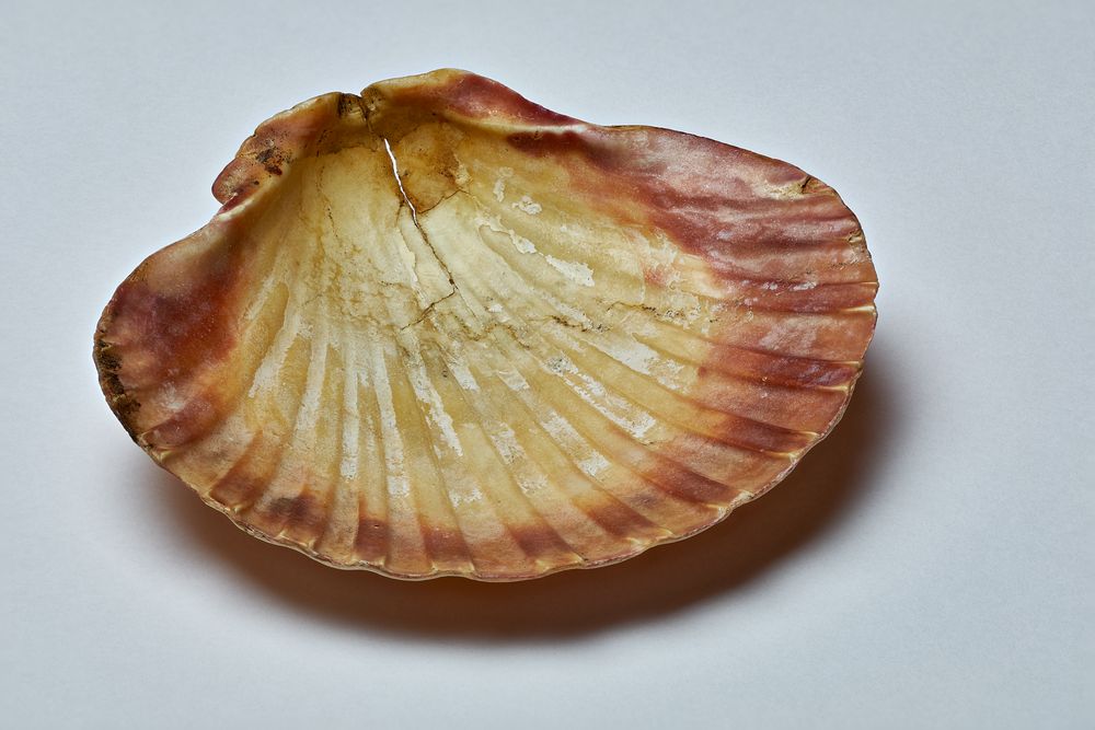 Muschelschale