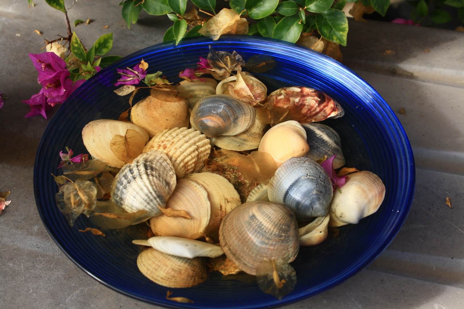 Muschelschale, in doppelter Bedeutung