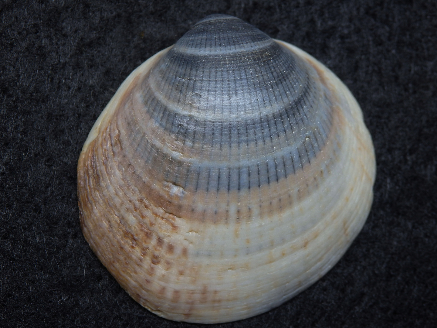 Muschelschale von Pectunculus