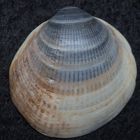 Muschelschale von Pectunculus