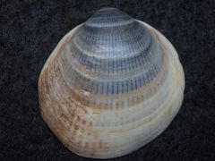 Muschelschale von Pectunculus