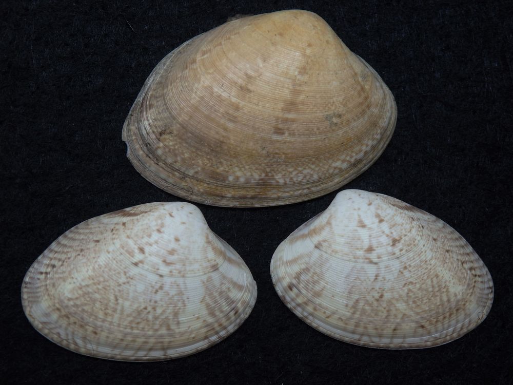 Muschelschalen