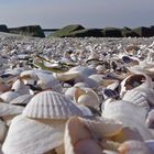 Muschelschalen