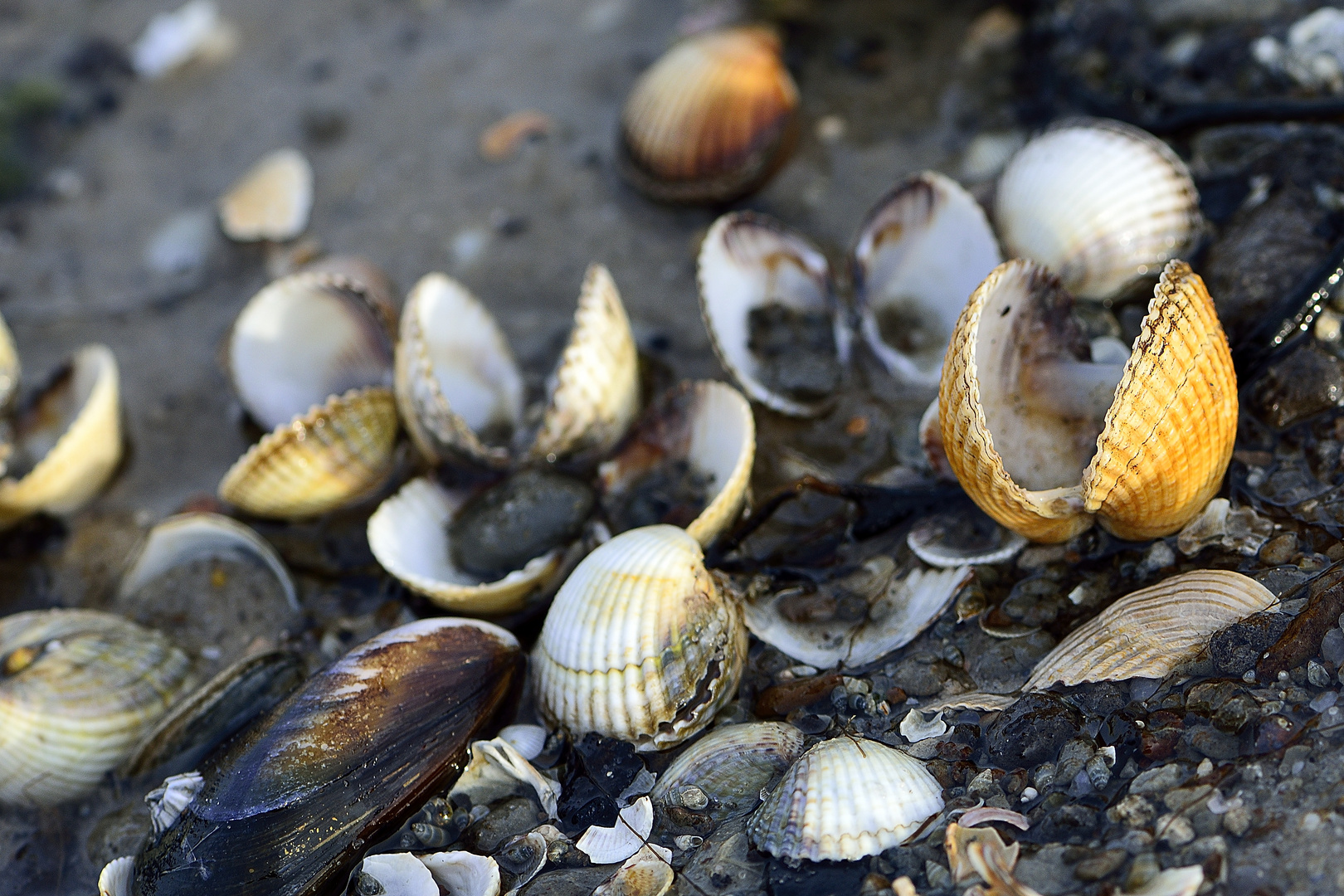 Muschelschalen im Watt