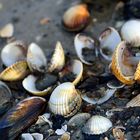 Muschelschalen im Watt