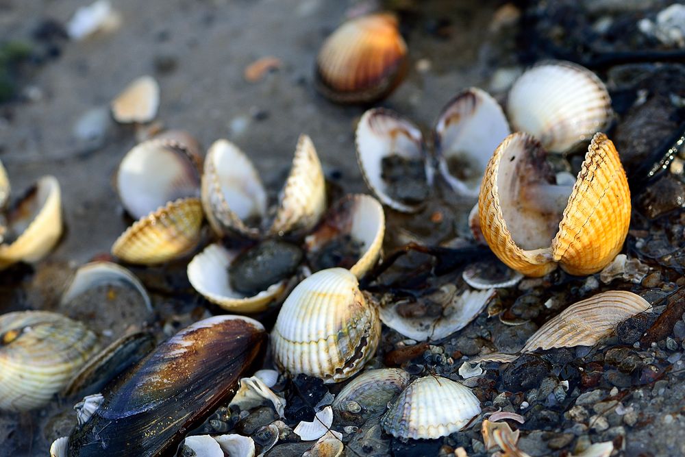 Muschelschalen im Watt