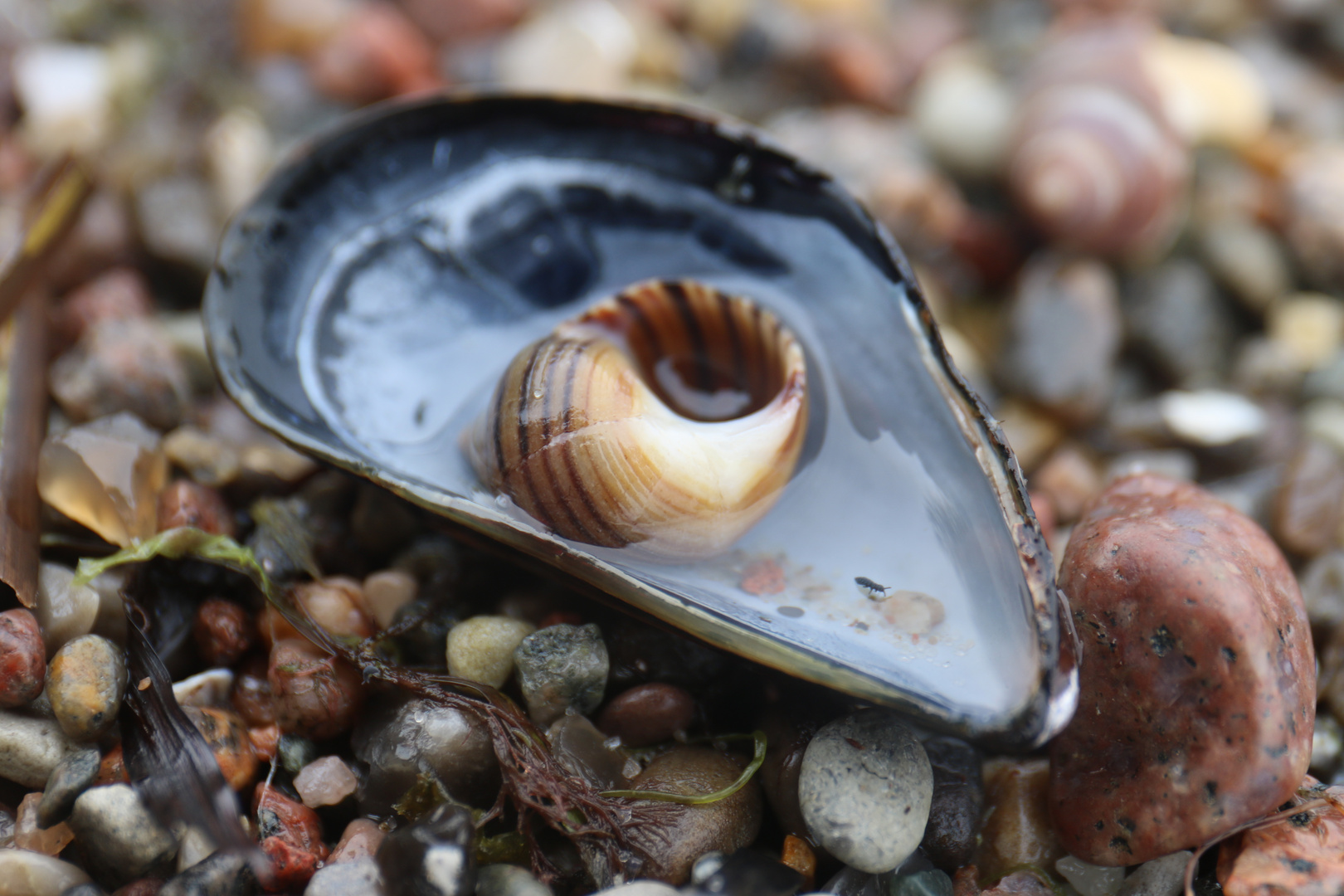 Muschelschnecke