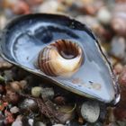 Muschelschnecke