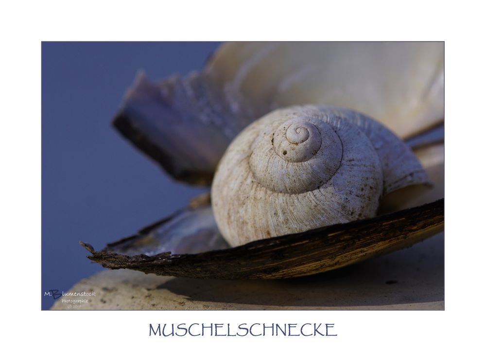 MUSCHELSCHNECKE