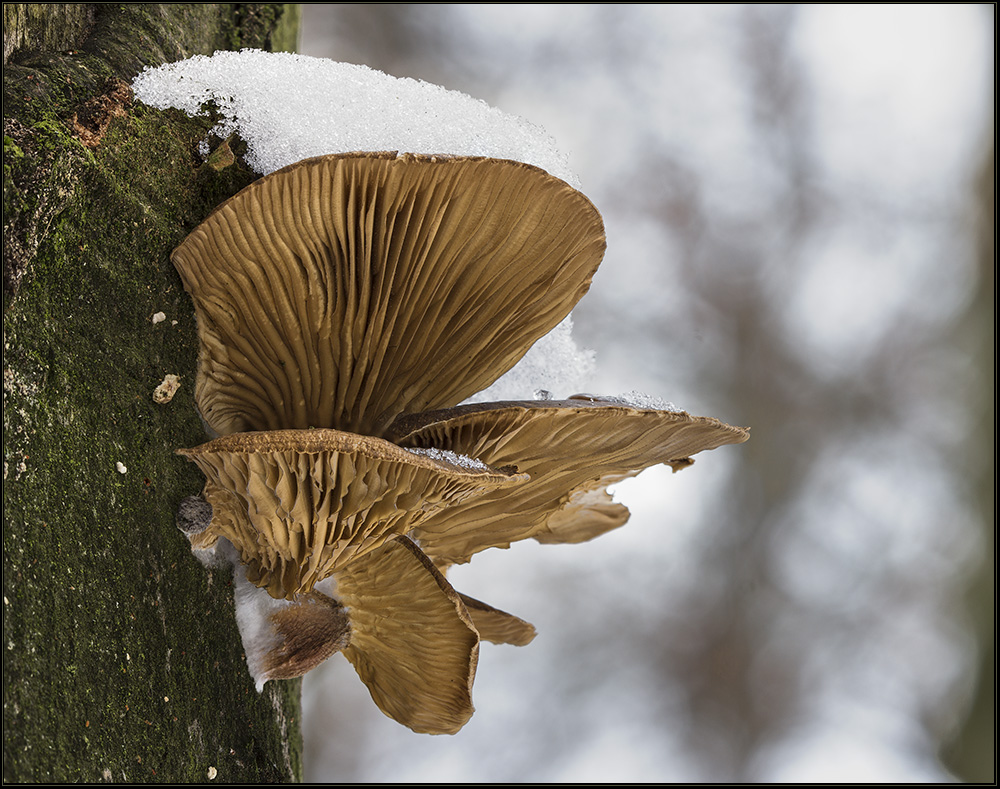 Muschelseitlinge mit Schneehut