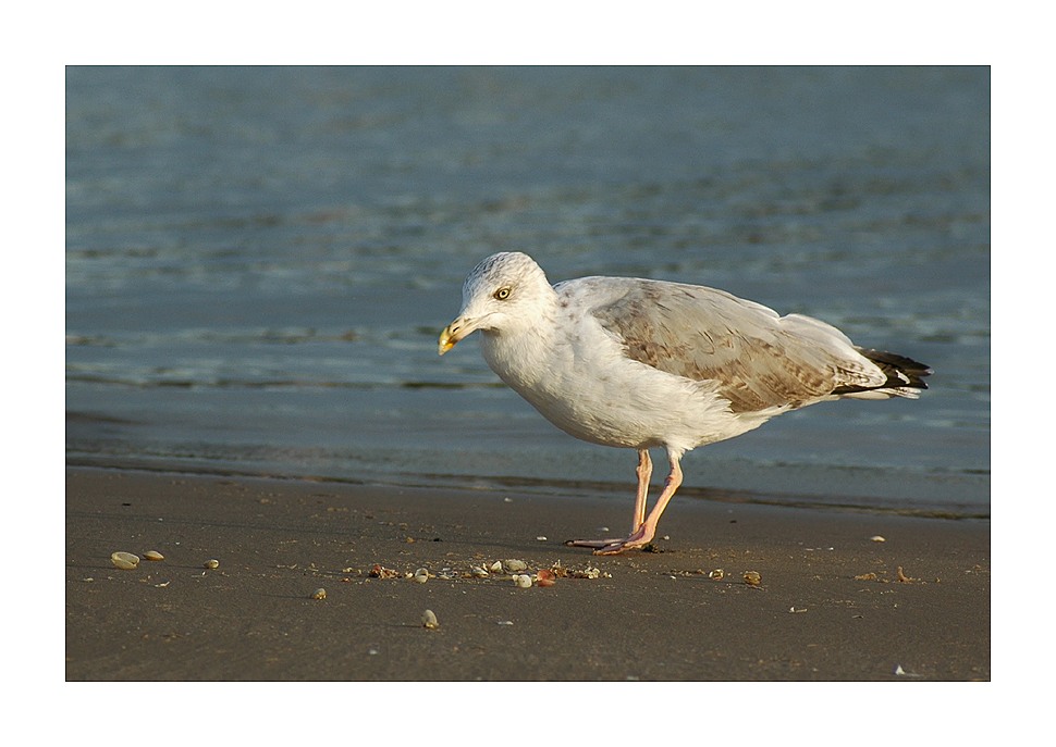 Muschelsnack