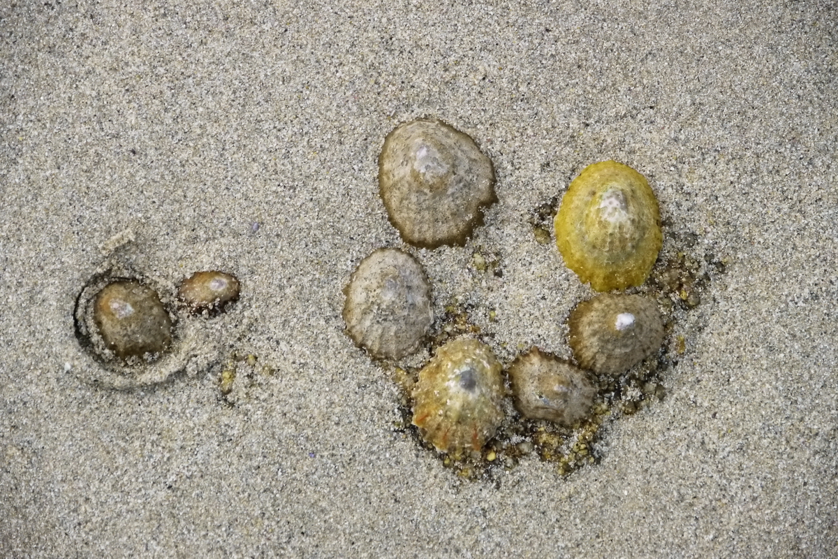 Muschelspiele? - nein Schneckentanz!!