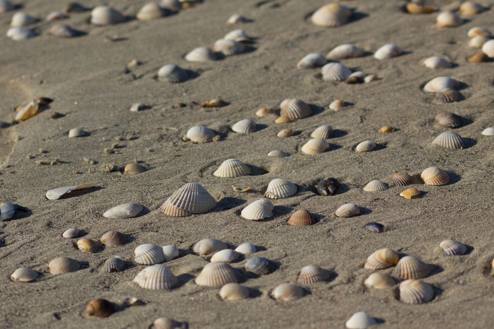 Muschelspülung