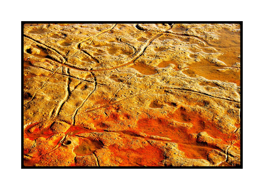 Muschelspuren im Schlicker