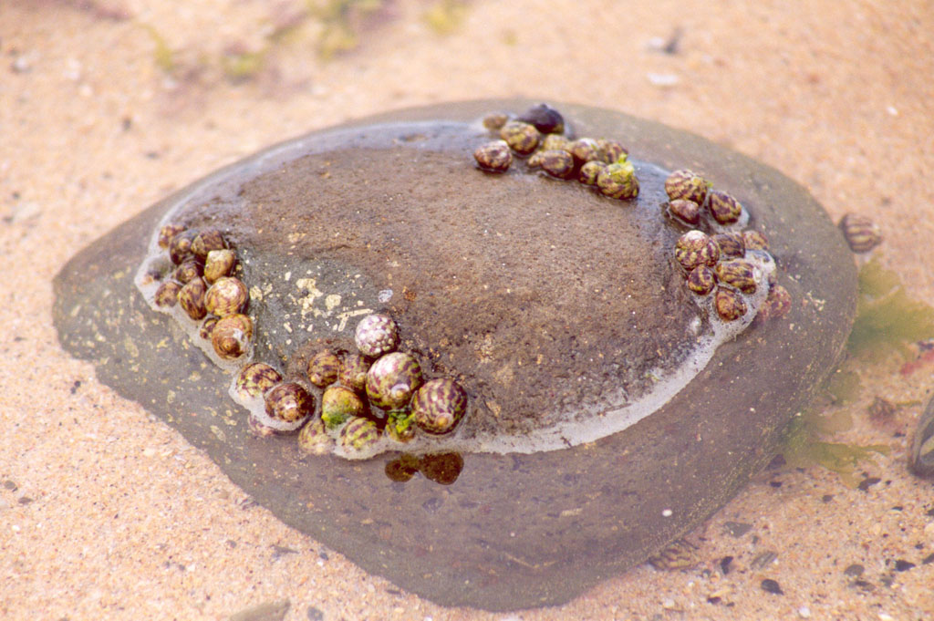 Muschelstein