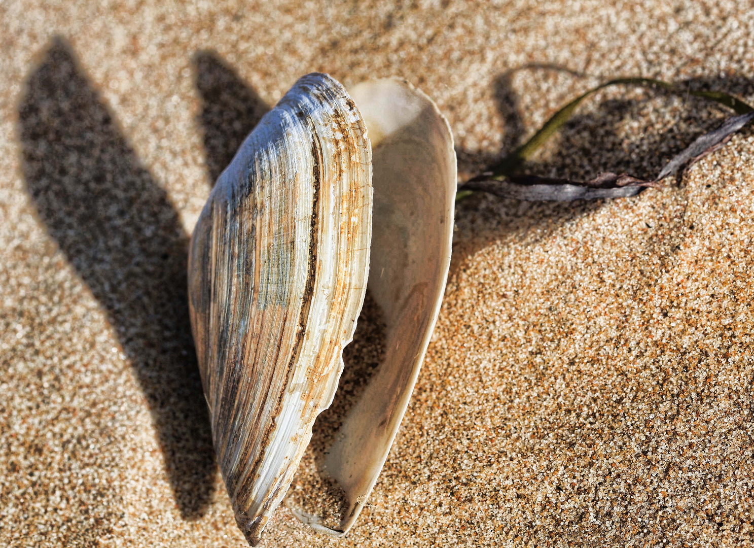 Muschelstillleben-2