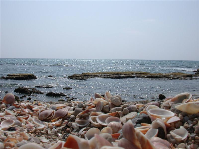 Muschelstrand