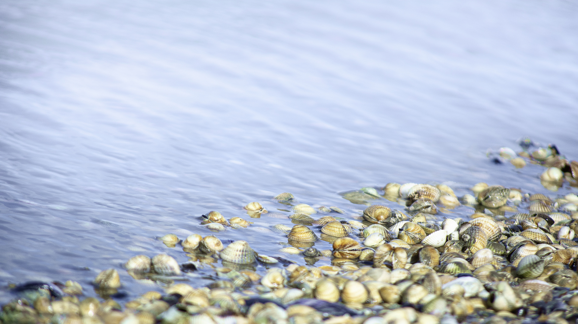 Muschelstrand