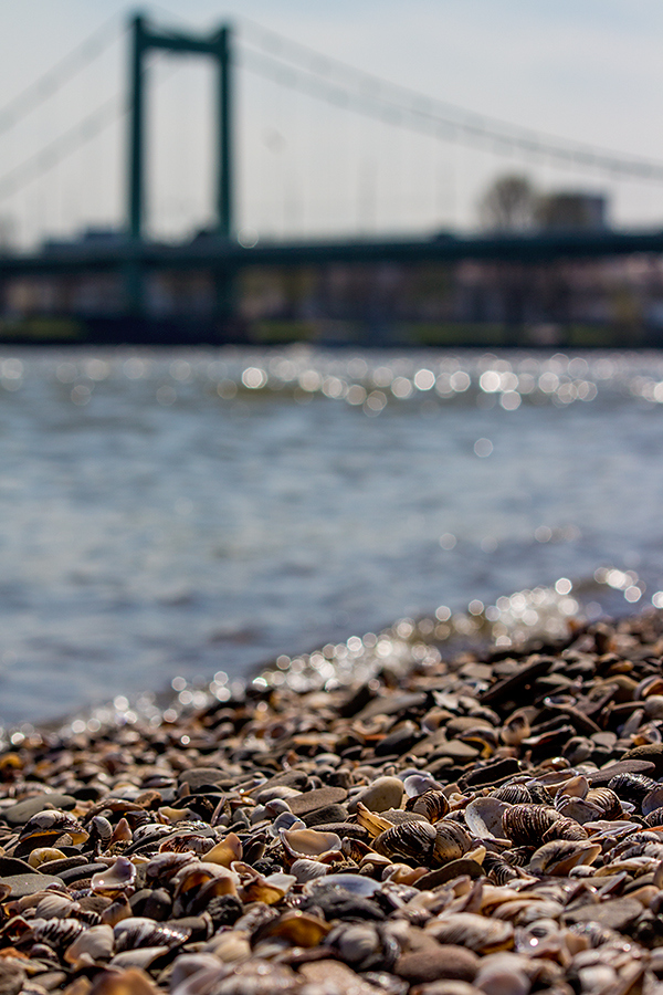 Muschelstrand