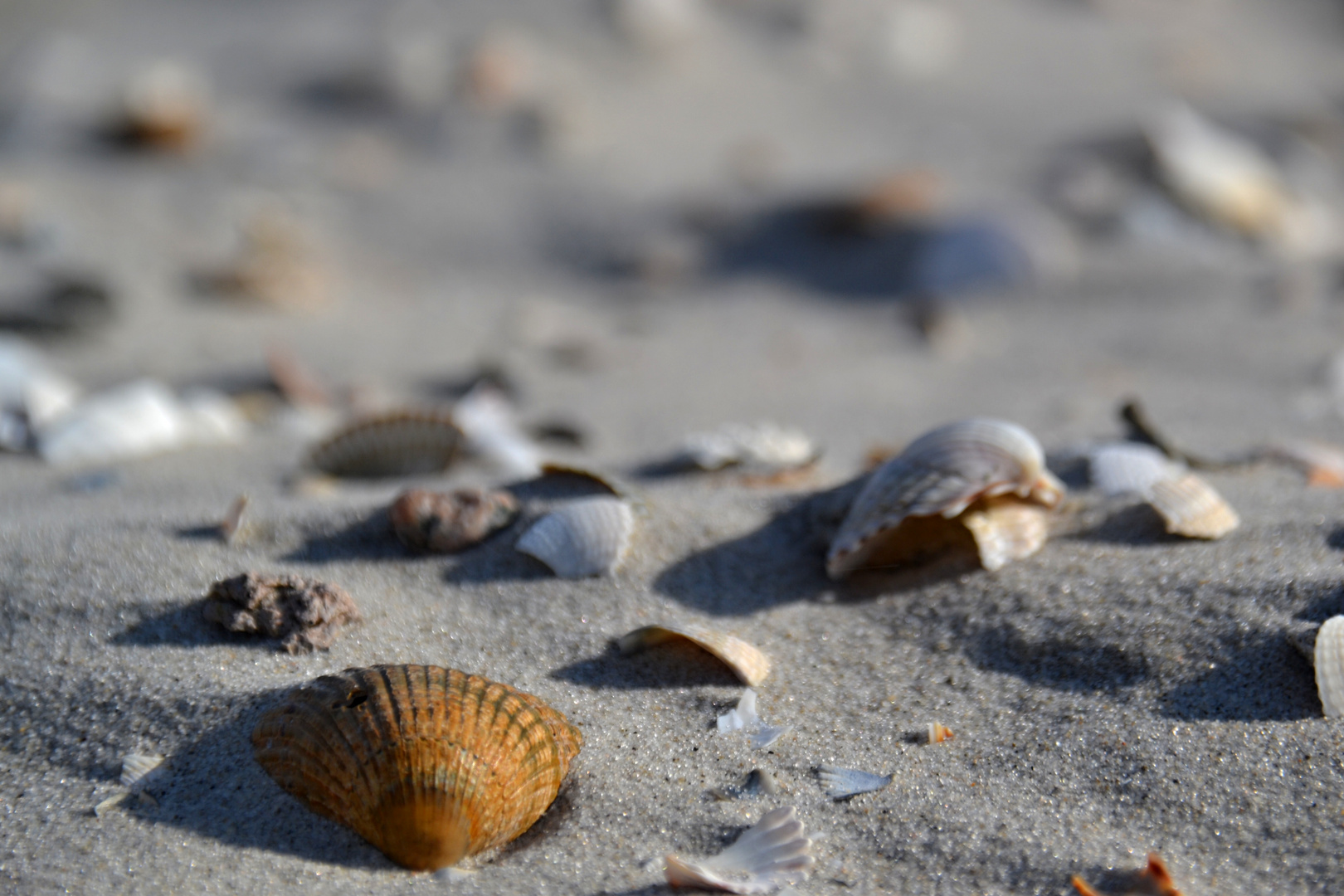 Muschelstrand