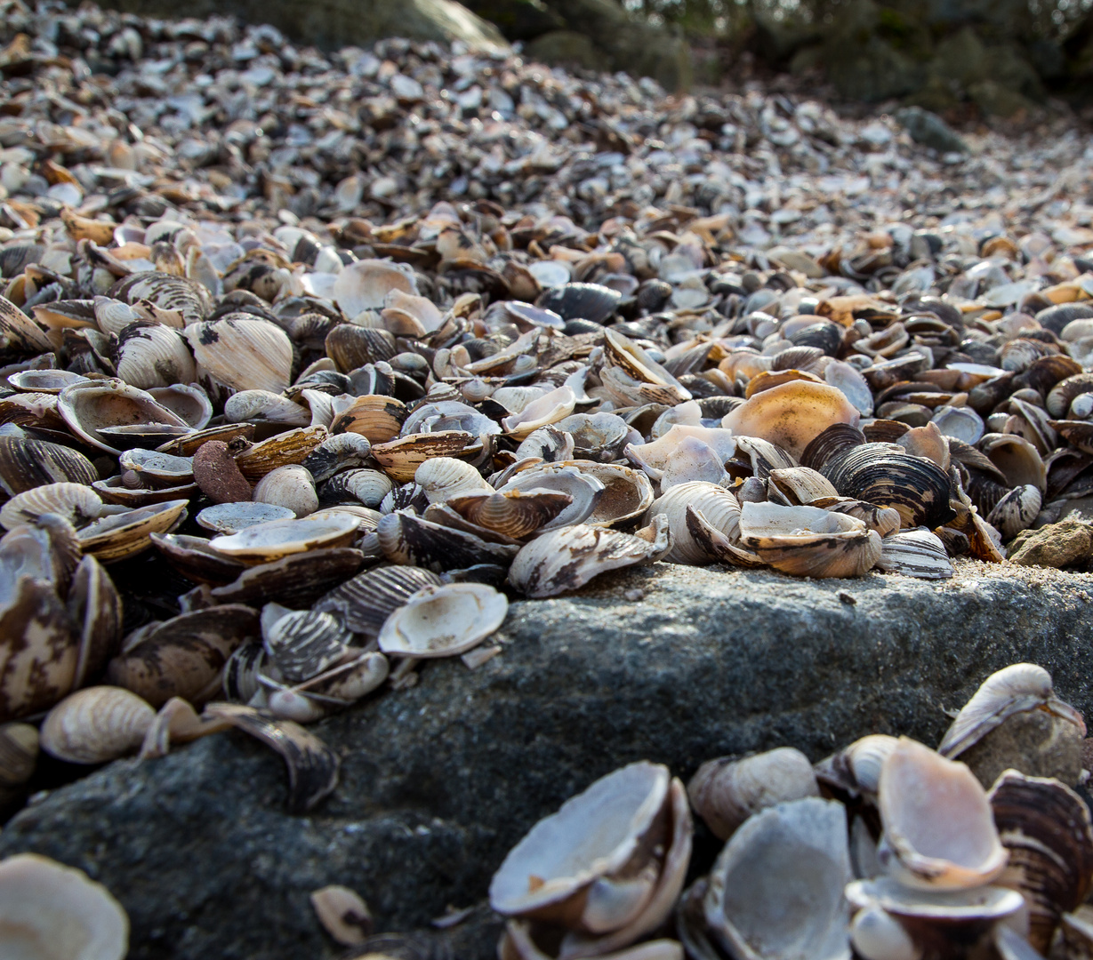 Muschelstrand am Rhein