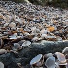 Muschelstrand am Rhein