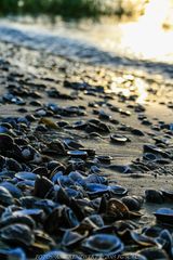 Muschelstrand am Rhein in Duisburg