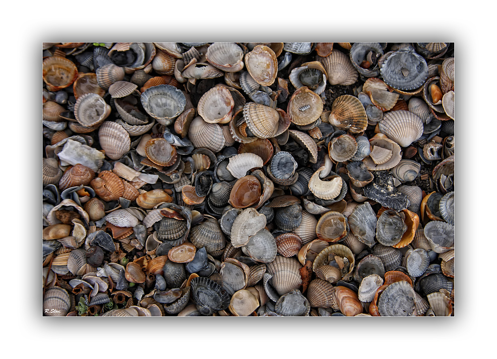 Muschelstrand